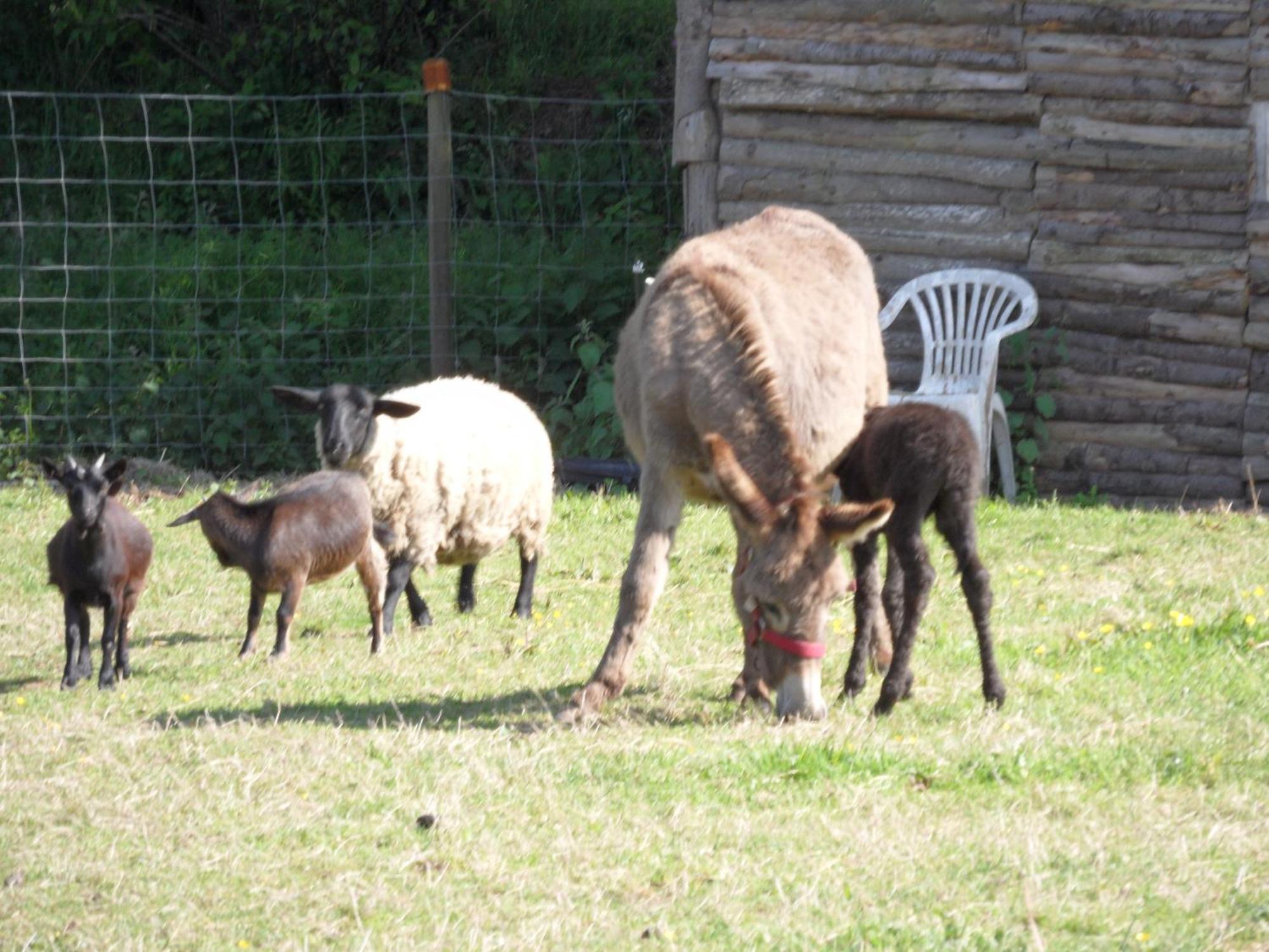 Les Pieds Dans L'Herbe Rosporden Exterior photo